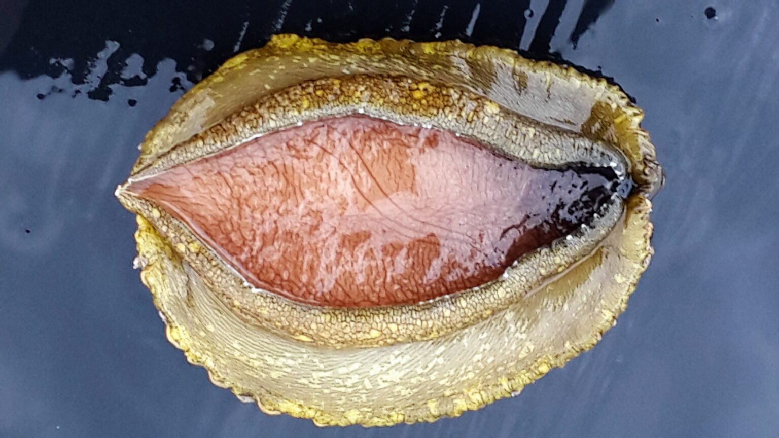 Wild Coast Abalone – Wild Coast Aquaculture